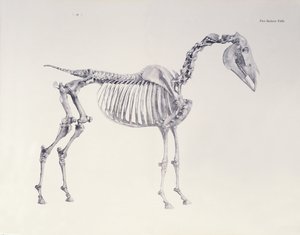Prima tavola scheletrica, da L