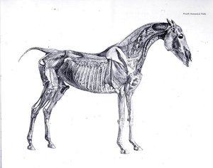 Quarta tavola anatomica, da 