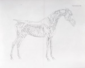 Quarta tavola anatomica, da 