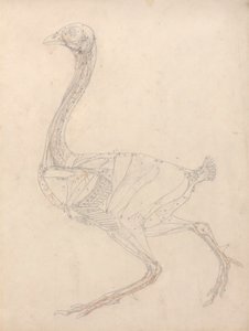 Corpo di volatile, vista laterale (Studio per la figura chiave della Tavola XV)