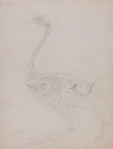 Corpo di uccello, vista laterale