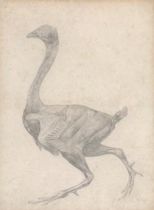 Uccello, vista laterale, con pelle e strati fasciali sottostanti rimossi (studio finito per la tavola XV) da George Stubbs