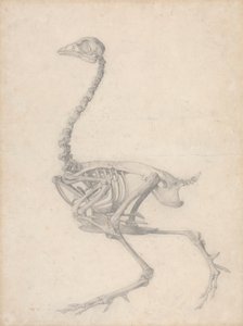 Scheletro di uccello, vista laterale da George Stubbs