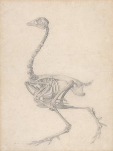 Scheletro di uccello, vista laterale (Studio finito per Tavola V)