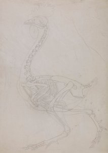 Scheletro di volatile, vista laterale (disegno a contorno)