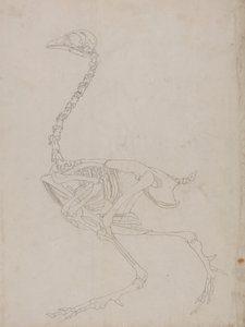 Scheletro di uccello, vista laterale (disegno di contorno dello scheletro)