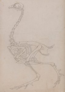 Scheletro di uccello, vista laterale