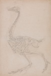 Scheletro di uccello, vista laterale