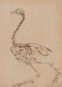Scheletro di Uccello, Vista Laterale (Studio per la Figura Chiave della Tavola V)