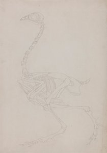Scheletro di volatile, vista laterale da George Stubbs