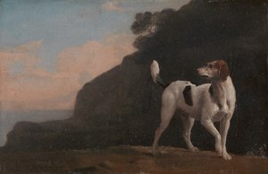 Segugio