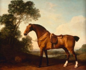 Un cacciatore baio sellato da George Stubbs