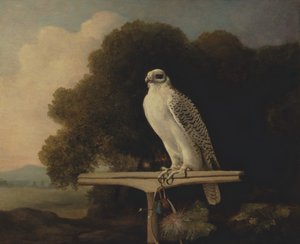 Falco della Groenlandia, Falco gyr
