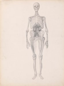 Figura umana, vista anteriore da George Stubbs