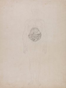 Figura Umana, Vista Anteriore (Disegno a Contorno)