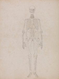 Figura umana, vista anteriore (figura di contorno)