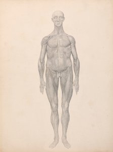 Figura umana, vista anteriore, strati fasciali della pelle e sottostanti rimossi (studio finito per la tavola XI) da George Stubbs