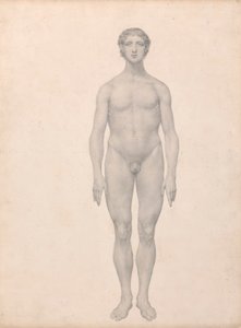Figura umana, vista anteriore, non dissezionata