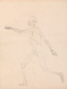 Figura umana, vista laterale (Per la figura chiave della Tavola XIII)