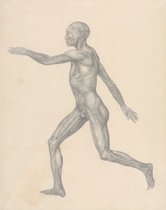 Figura umana, vista laterale, dopo la rimozione della pelle e degli strati fasciali sottostanti (Studio finito per la Tavola XIII) da George Stubbs