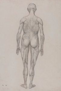 Figura Umana, Vista Posteriore (Quasi Identica al Disegno Finito per la Tavola XII) da George Stubbs