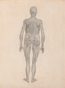 Figura umana, vista posteriore (studio finito per una tavola non pubblicata)