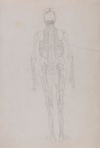 Figura Umana, Vista Posteriore (Disegno di contorno per una figura chiave che mostra la fase finale della dissezione)