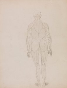 Figura umana, vista posteriore