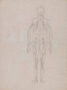 Figura umana, vista posteriore (disegno di contorno per la figura chiave di una tavola non pubblicata)