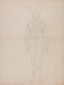 Figura umana, vista posteriore