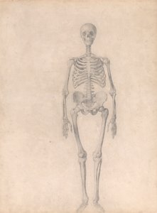Scheletro umano, vista anteriore (studio finito per la tavola I) da George Stubbs