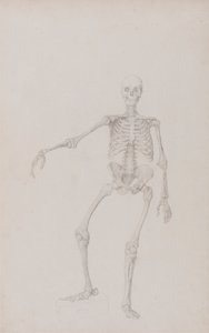 Scheletro umano, vista anteriore (braccio destro disteso) da George Stubbs