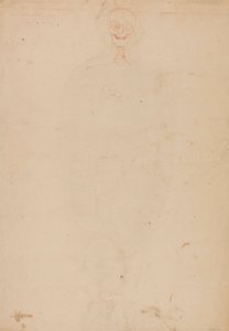 Scheletro umano, vista anteriore