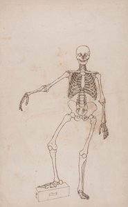 Scheletro umano, vista anteriore