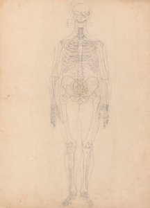 Scheletro umano, vista anteriore