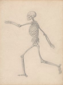 Scheletro umano, vista laterale (Vicino allo studio finale per la Tavola III ma differisce nei dettagli) da George Stubbs