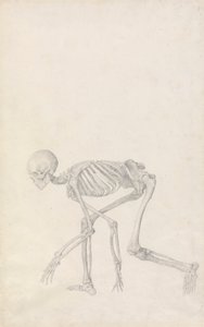 Scheletro umano, vista laterale (in postura accovacciata) da George Stubbs