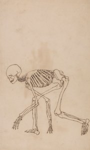 Scheletro umano, vista laterale da George Stubbs