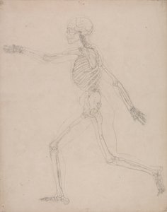 Scheletro umano, vista laterale da George Stubbs
