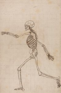 Scheletro umano, vista laterale da George Stubbs