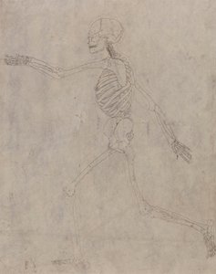 Scheletro umano, vista laterale da George Stubbs