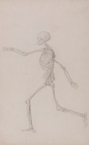 Scheletro umano, vista laterale da sinistra, in corsa da George Stubbs