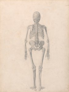 Scheletro umano, vista posteriore (studio finito per la tavola II) da George Stubbs