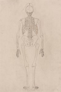 Scheletro umano, vista posteriore (Relativo alla Tavola II) da George Stubbs