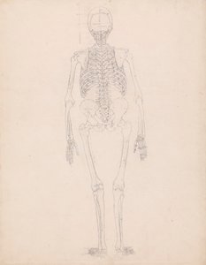 Scheletro umano, vista posteriore