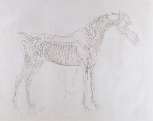 Illustrazione da 