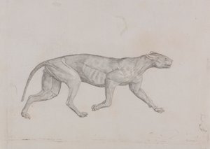 Corpo di Leopardo, Vista Laterale
