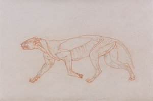 Corpo di Leopardo, Vista Laterale