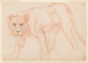 Leonessa in agguato, recto, XVIII o XIX secolo da George Stubbs