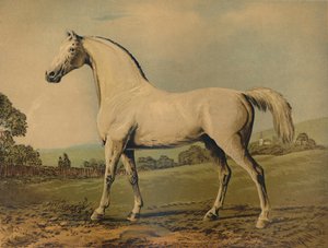 Mambrino. Allevato da Lord Grosvenor, c1770s, c1879 da George Stubbs